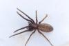 Segestria florentina